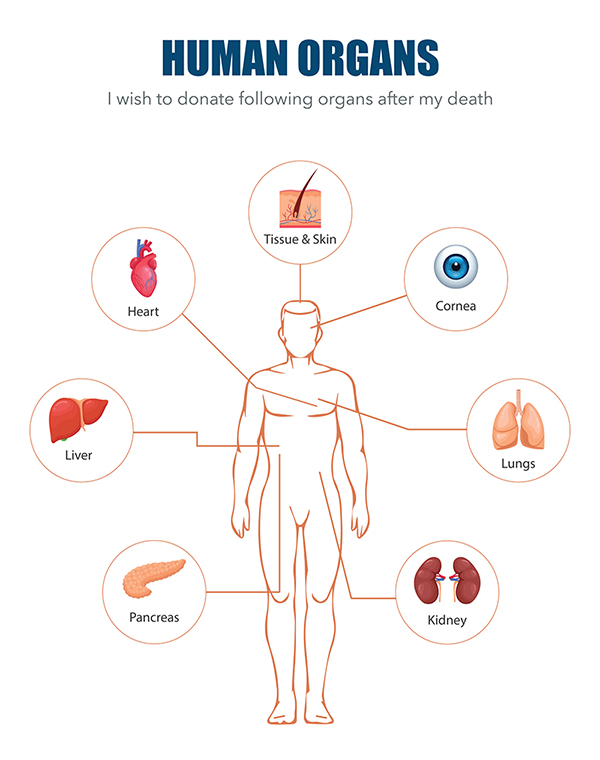 Human Organs